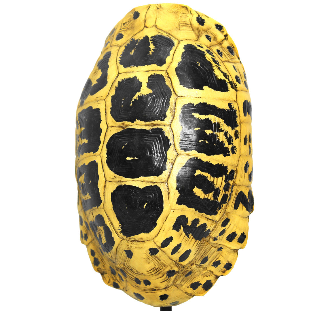 Escultura Decorativa Replica Caparazón de Tortuga Amarillo en Resina con Base Metálica