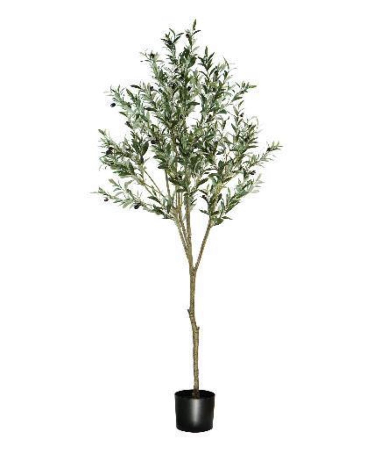 olivo 180 cm
