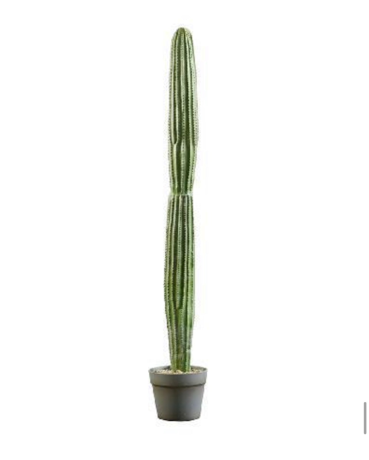 cereus 103 cm