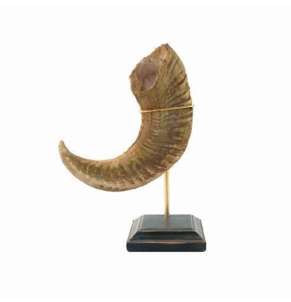 Escultura Decorativa Simulación Cuerno de Toro en Resina con Soporte