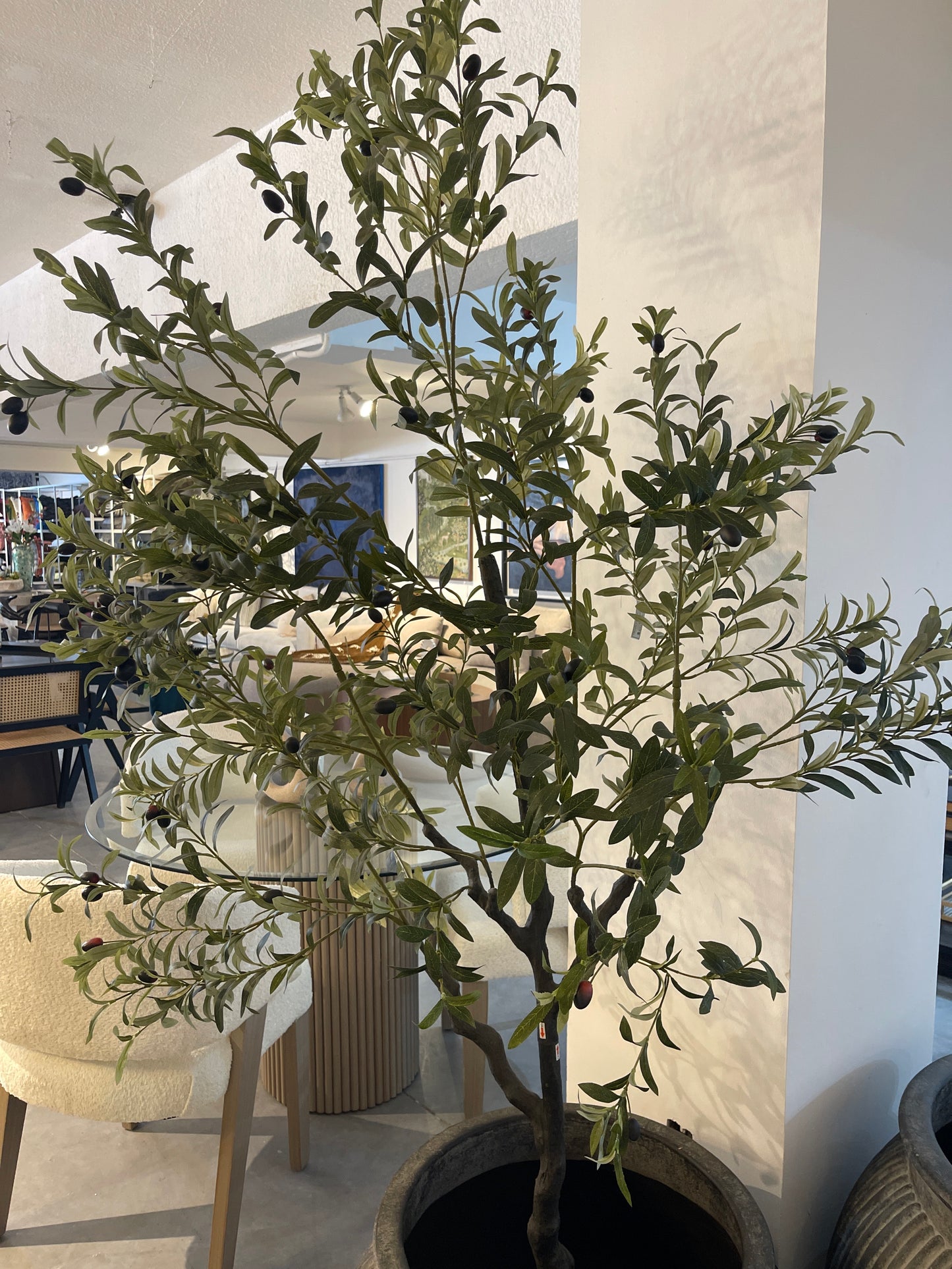 olivo 210 cms