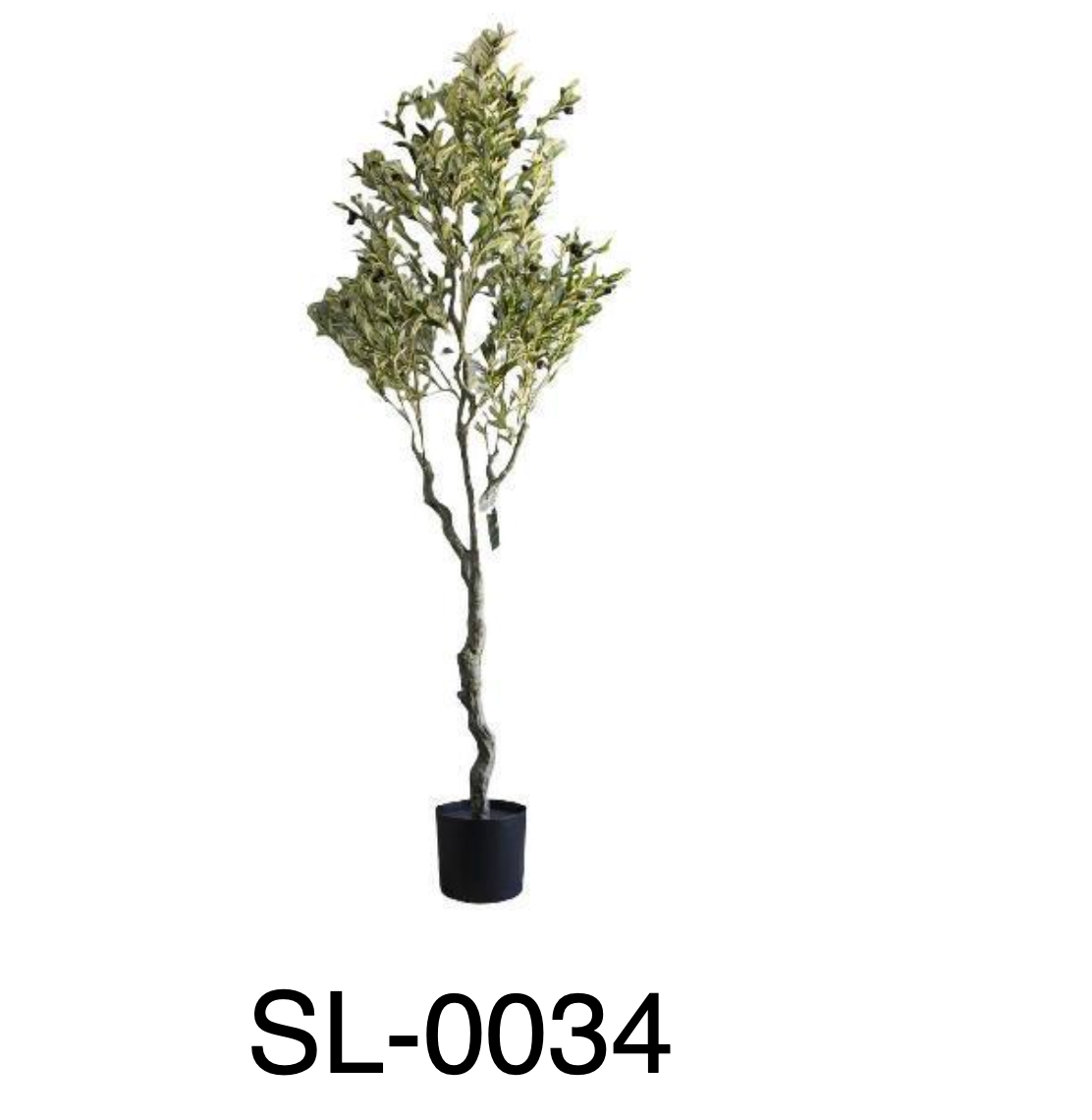 Árbol de Olivo 210 m