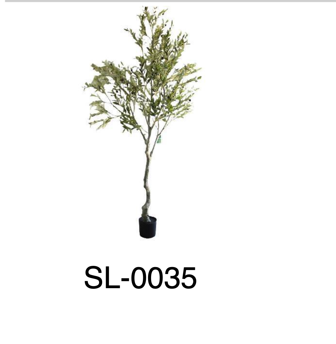 Árbol de Olivo 240 m