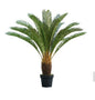 cycas revoluta 103cm