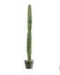 cereus 103 cm