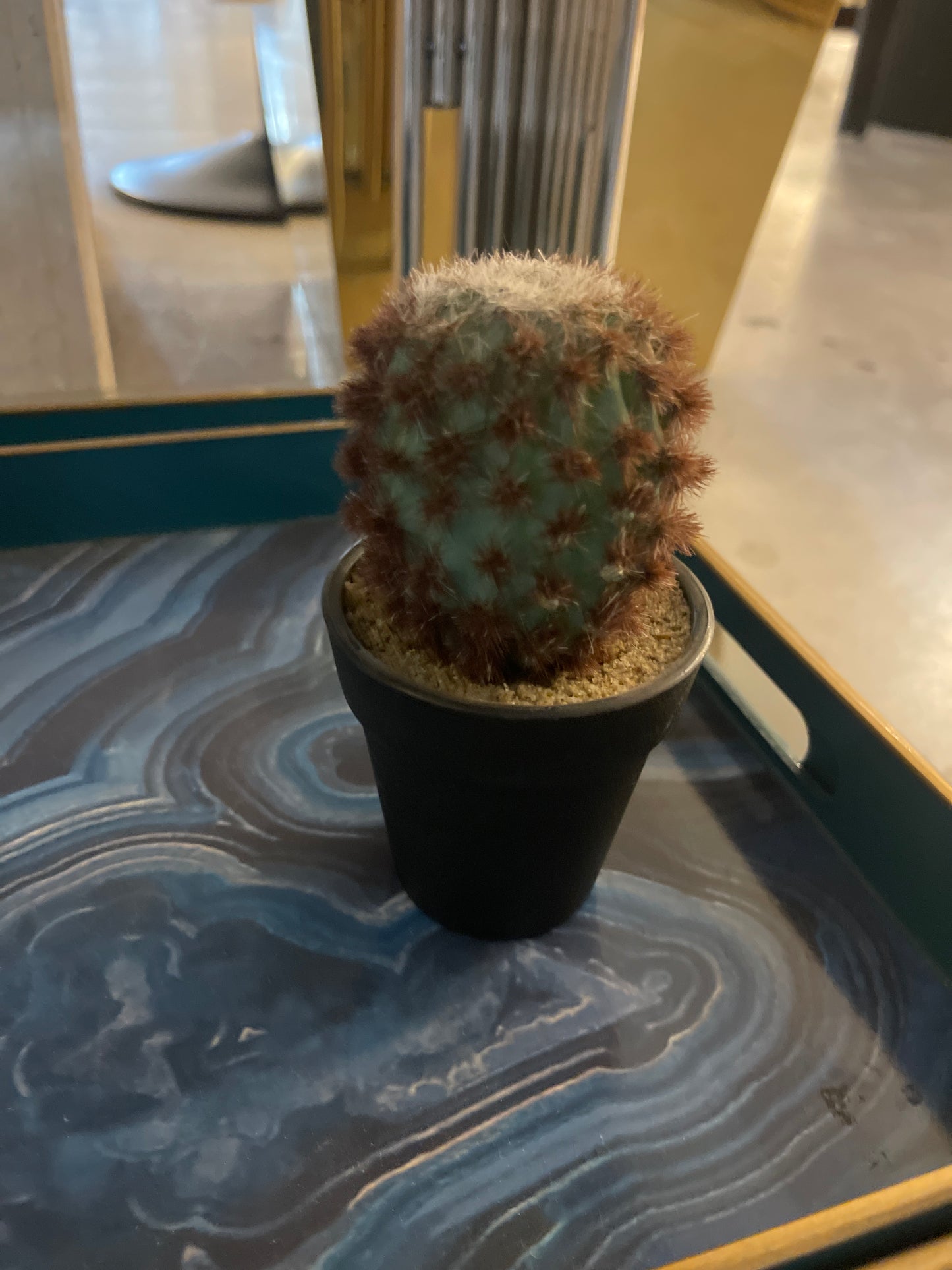 cactus mini