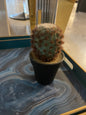 cactus mini