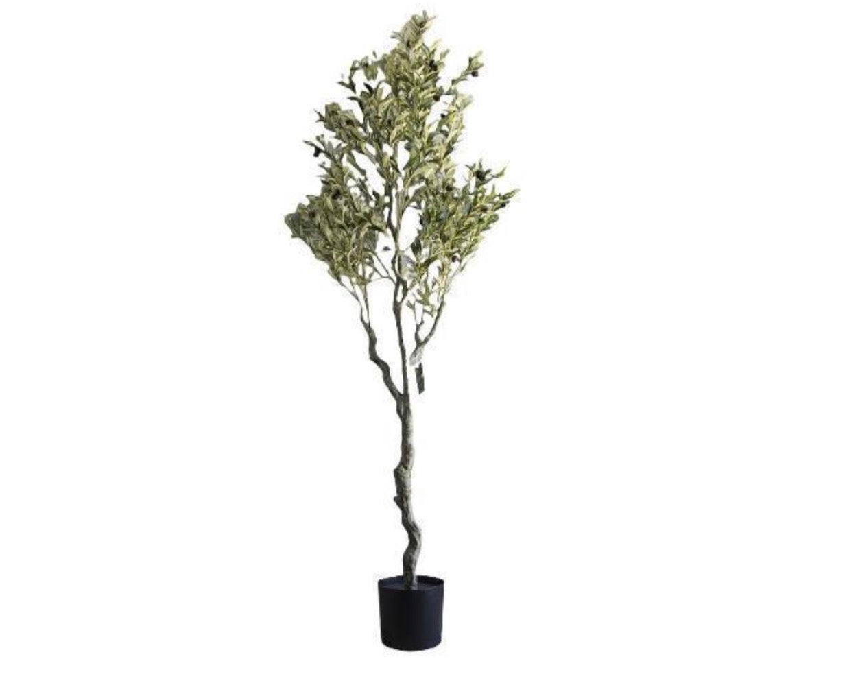 olivo 210 cm