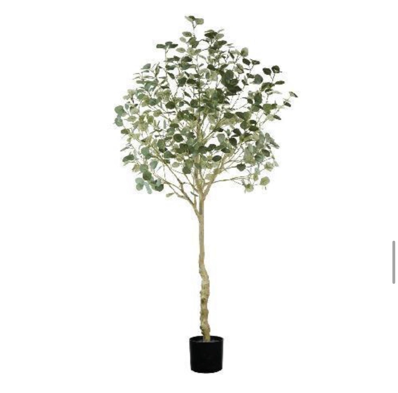 árbol eucalipto 210 cm
