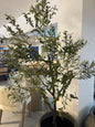 olivo 210 cms