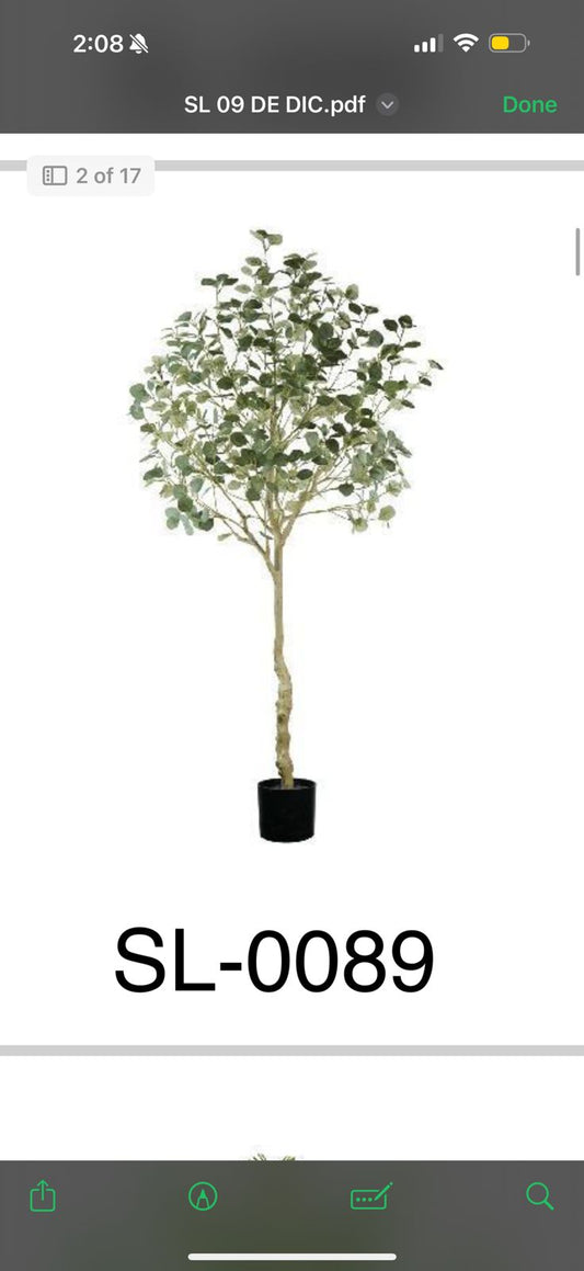 Arbol Eucalipto 210cms