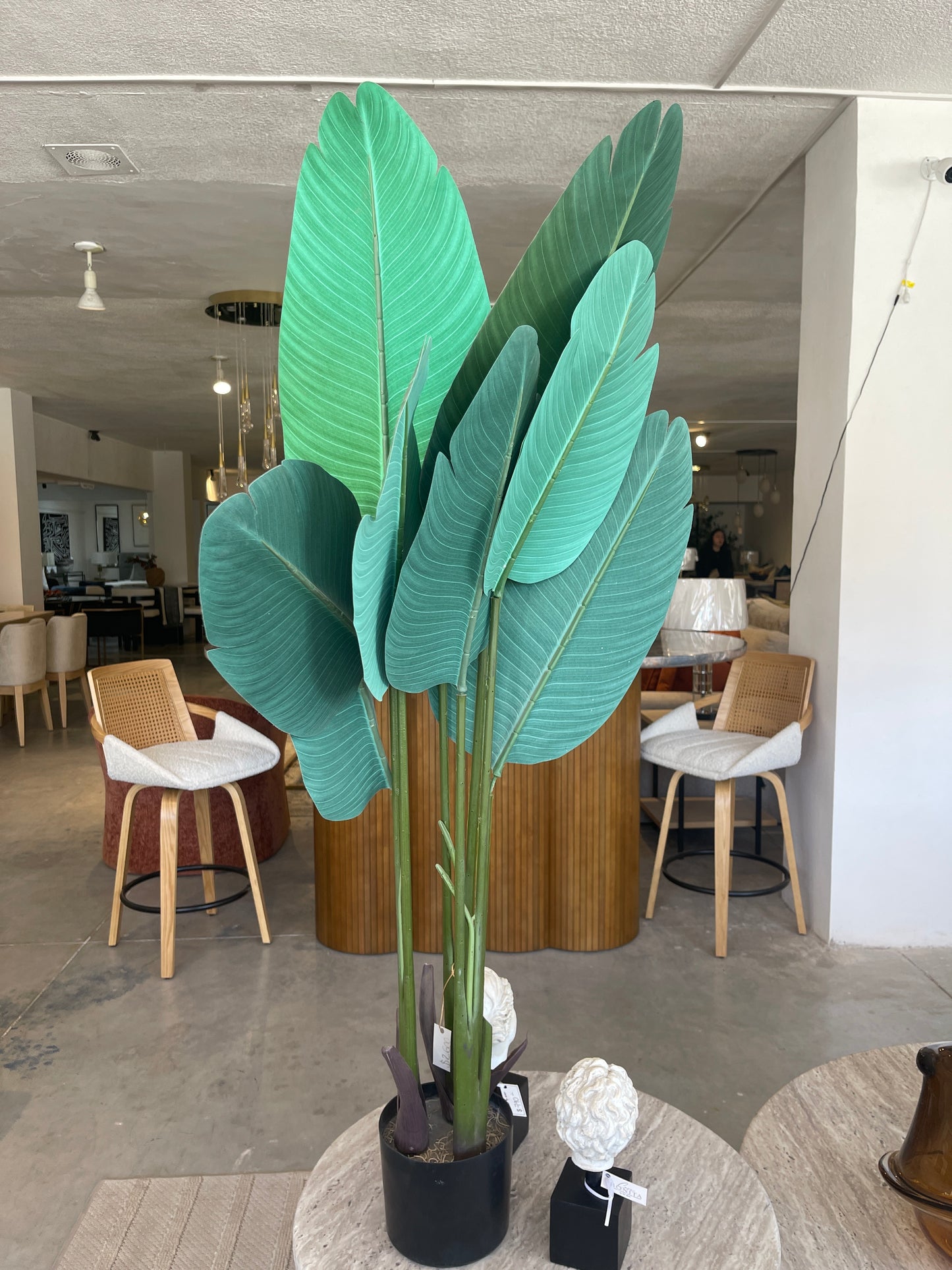 Planta hojas grandes