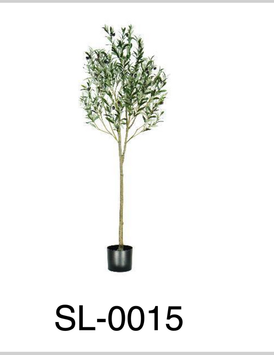 Árbol de Olivo 160
