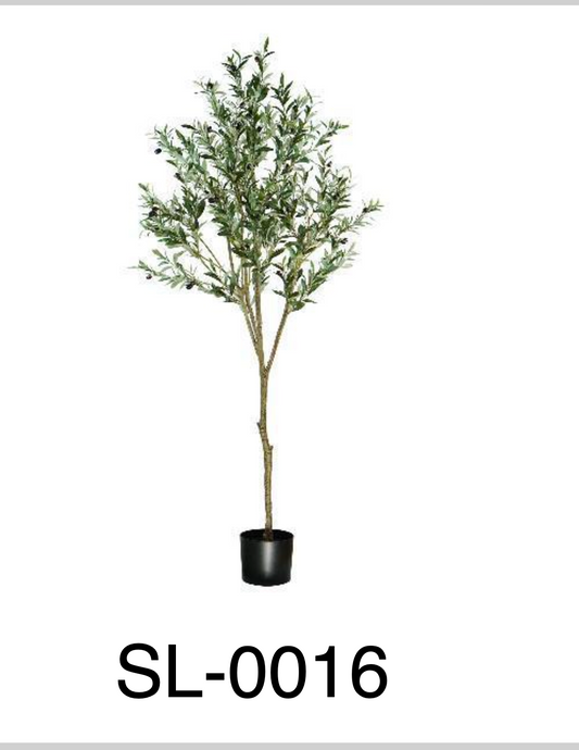 Árbol de Olivo 180 m