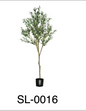 Árbol de Olivo 180 m