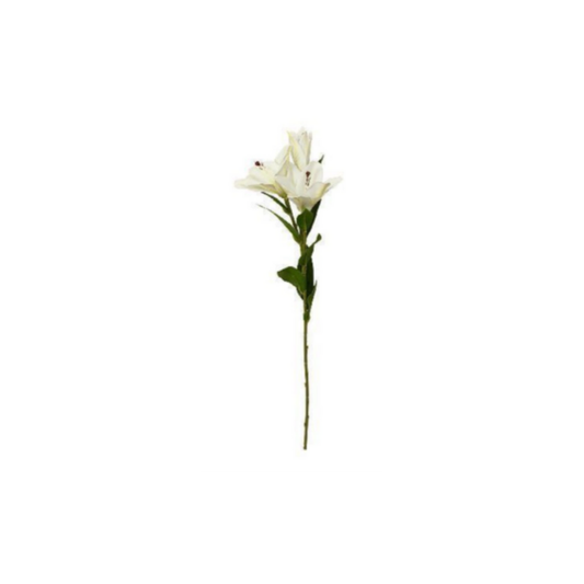 Cymbidium
