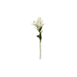 Cymbidium
