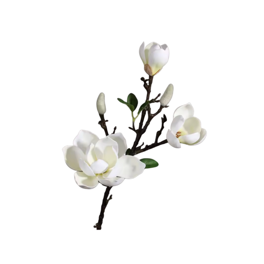 Magnolias