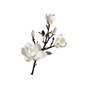Magnolias